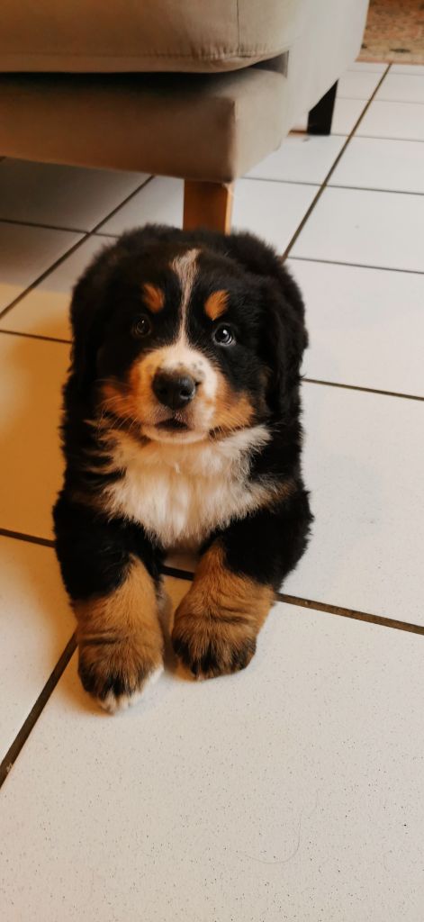 chiot Bouvier Bernois de la foret des chênes verts