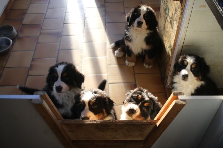 chiot Bouvier Bernois de la foret des chênes verts